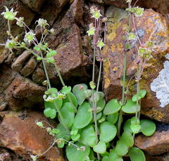 Crassula nemorosa