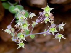 Crassula nemorosa