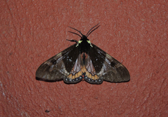 Dysschema magdala