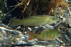 Fundulus seminolis