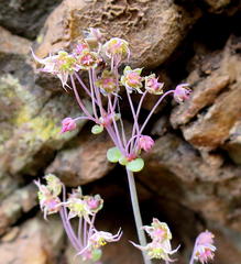 Crassula nemorosa