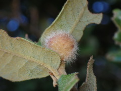 Disholandricus lasius