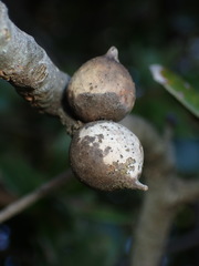 Disholcaspis mamillana
