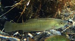 Fundulus seminolis