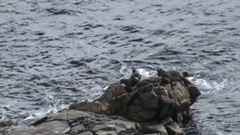 Arctocephalus forsteri