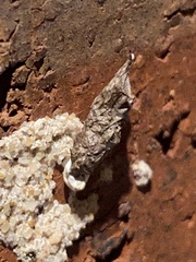 Hemidactylus turcicus
