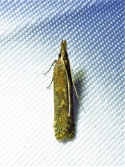 Dichomeris ligulella