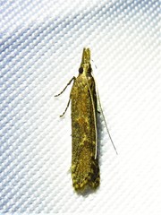 Dichomeris ligulella