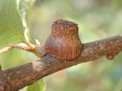 Disholcaspis prehensa