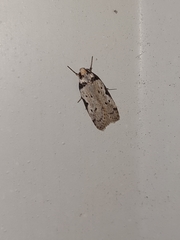 Philobota transversella