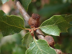 Disholcaspis prehensa