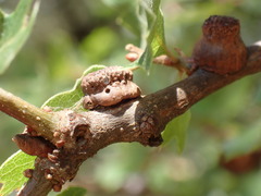 Disholcaspis prehensa