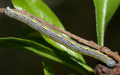 Chlenias banksiaria