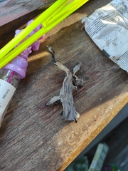 Craterellus cornucopioides