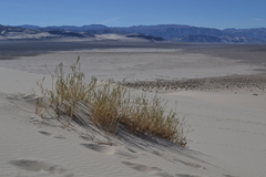 Swallenia alexandrae