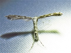 Hellinsia inquinatus