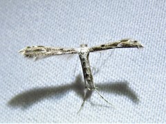 Hellinsia inquinatus