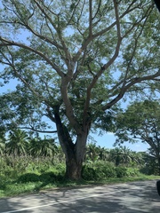 Enterolobium