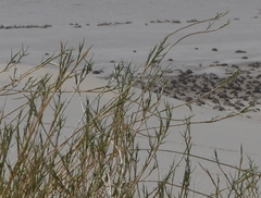 Swallenia alexandrae