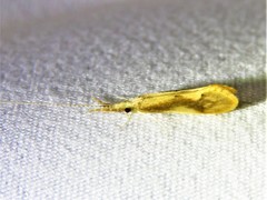 Triaenodes marginatus