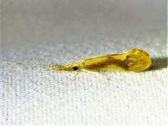 Triaenodes marginatus