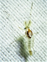 Coelotanypus concinnus