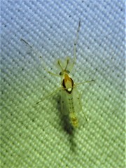 Coelotanypus concinnus