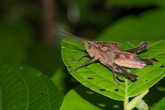 Colpolopha praemorsa