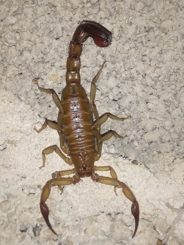 Franckeus nitidulus