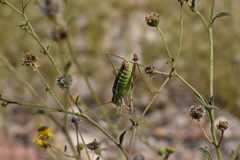 Mactruchus ischnodus