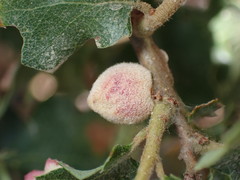 Disholcaspis simulata