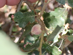 Disholcaspis simulata