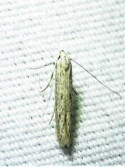 Haplochrois bipunctella