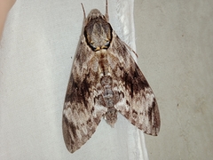 Psilogramma vates