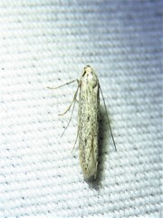 Haplochrois bipunctella