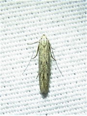 Haplochrois bipunctella