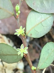 Phyllanthus similis