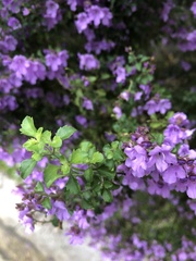 Prostanthera melissifolia