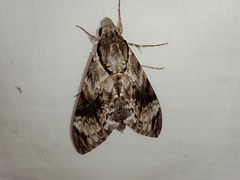 Psilogramma vates
