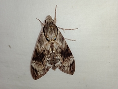 Psilogramma vates