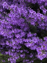 Prostanthera melissifolia