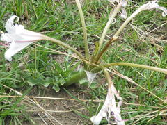 Crinum lugardiae