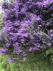 Prostanthera melissifolia
