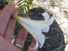 Crinum lugardiae