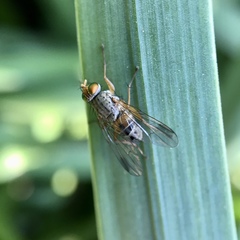 Pygophora apicalis