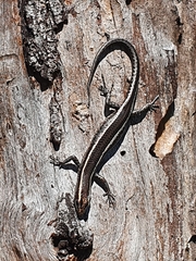 Cryptoblepharus pulcher pulcher