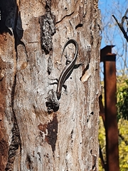 Cryptoblepharus pulcher pulcher