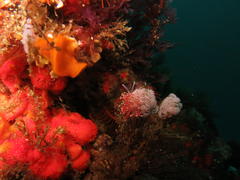 Paraflabellina funeka