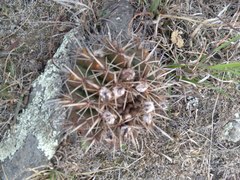 Parodia mammulosa
