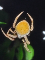 Eriophora ravilla image